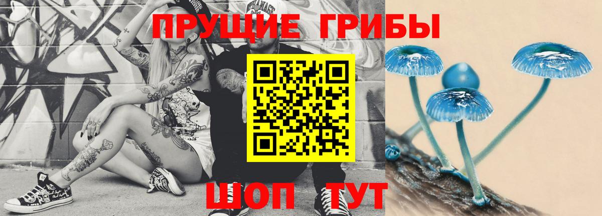 Псилоцибиновые грибы Psilocybe Томск